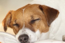 IMG 5514